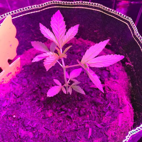 Purple Punch growlog timeline photo