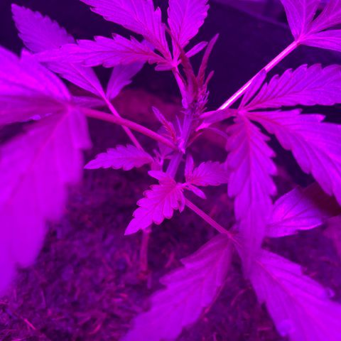 Royal Haze Automatic growlog timeline photo
