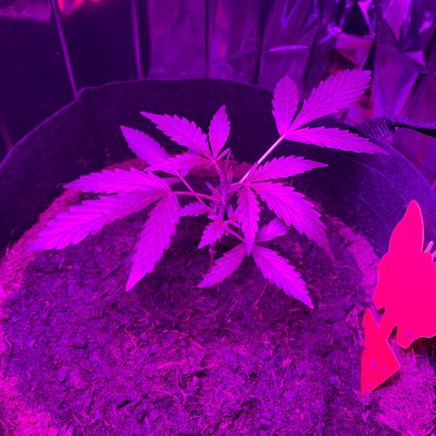 Royal Haze Automatic growlog timeline photo