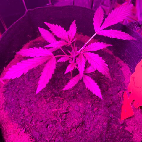 Royal Haze Automatic growlog timeline photo