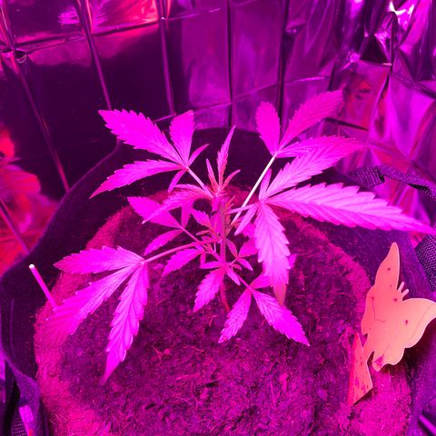 Royal Haze Automatic growlog timeline photo