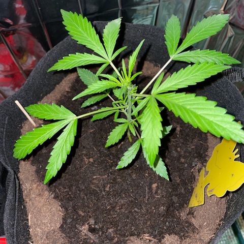 Royal Haze Automatic growlog timeline photo