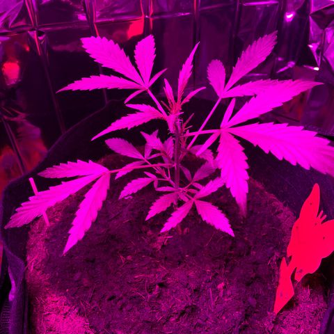Royal Haze Automatic growlog timeline photo