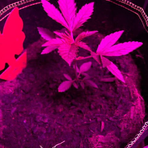 Purple Punch growlog timeline photo