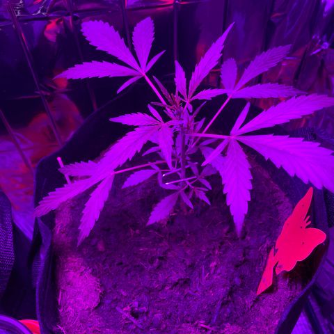 Royal Haze Automatic growlog timeline photo