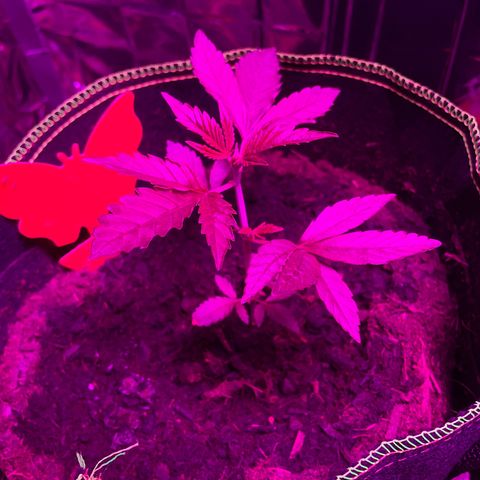 Purple Punch growlog timeline photo