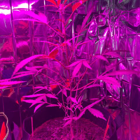 Royal Haze Automatic growlog timeline photo