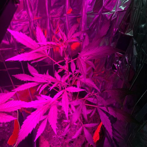 Royal Haze Automatic growlog timeline photo