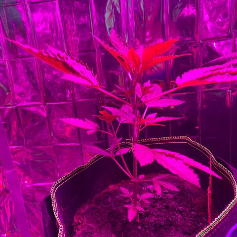 Purple Punch growlog timeline photo