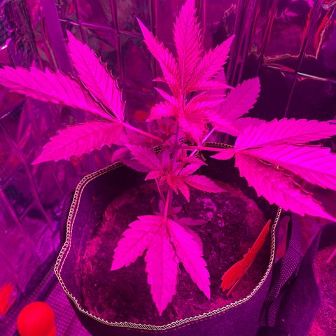 Purple Punch growlog timeline photo