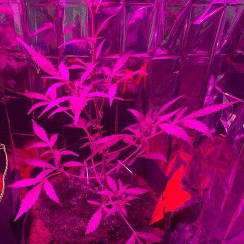 Royal Haze Automatic growlog timeline photo