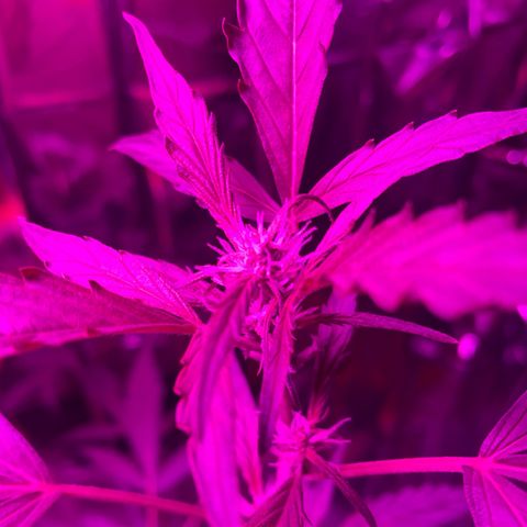 Royal Haze Automatic growlog timeline photo