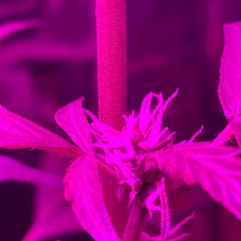 Royal Haze Automatic growlog timeline photo