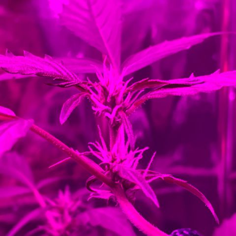 Royal Haze Automatic growlog timeline photo