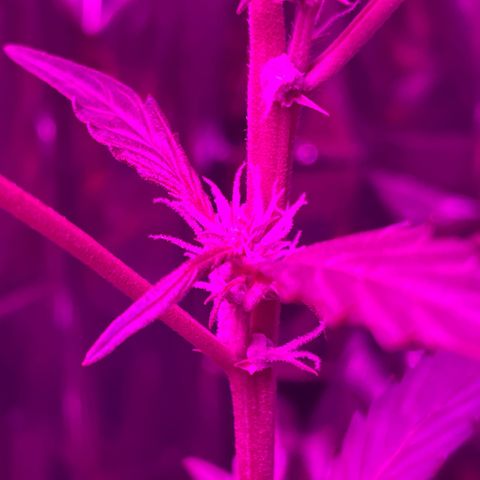 Royal Haze Automatic growlog timeline photo