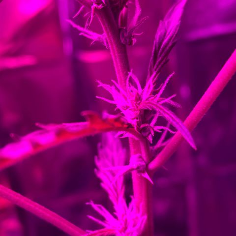 Royal Haze Automatic growlog timeline photo