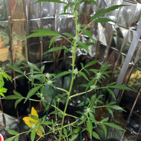Royal Haze Automatic growlog timeline photo