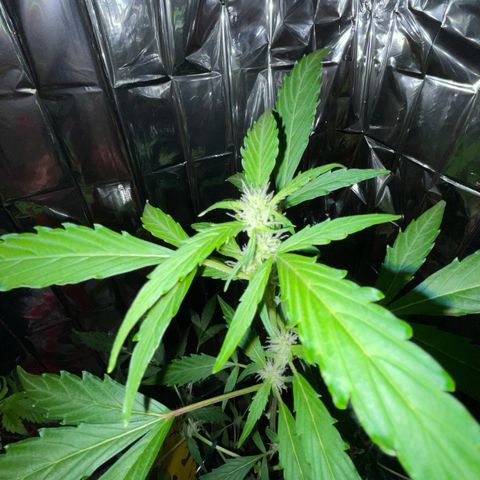 Royal Haze Automatic growlog timeline photo