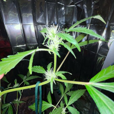 Royal Haze Automatic growlog timeline photo