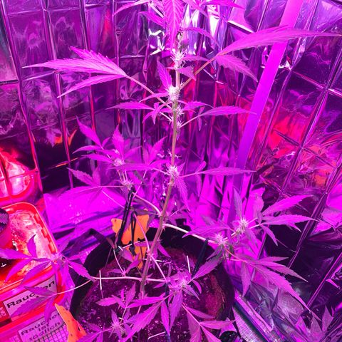 Royal Haze Automatic growlog timeline photo