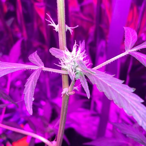 Royal Haze Automatic growlog timeline photo