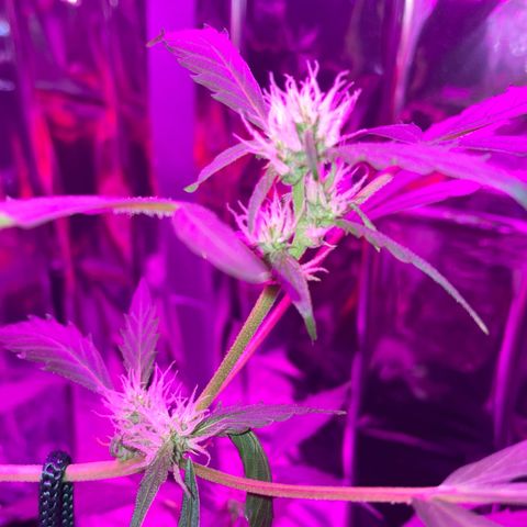 Royal Haze Automatic growlog timeline photo