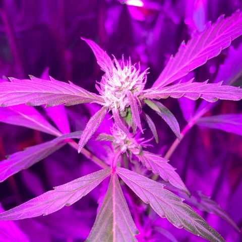 Royal Haze Automatic growlog timeline photo