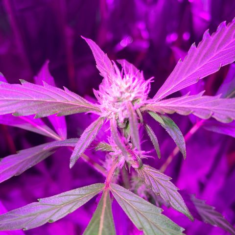 Royal Haze Automatic growlog timeline photo
