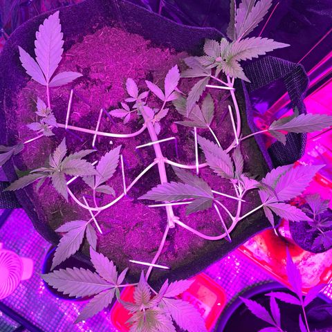 Purple Punch growlog timeline photo