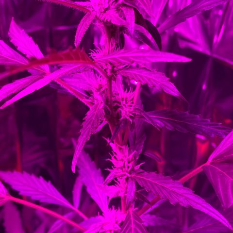 Royal Haze Automatic growlog timeline photo