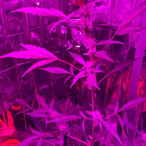 Royal Haze Automatic growlog timeline photo