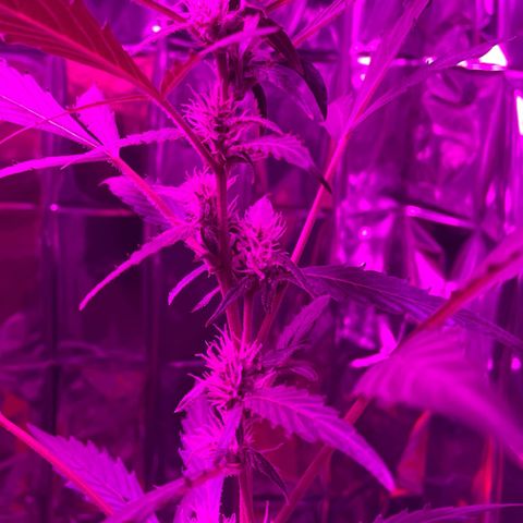 Royal Haze Automatic growlog timeline photo