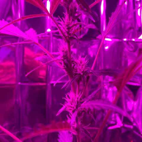 Royal Haze Automatic growlog timeline photo