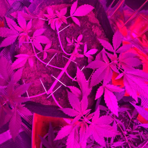 Purple Punch growlog timeline photo
