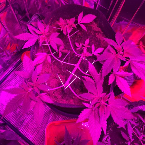 Purple Punch growlog timeline photo