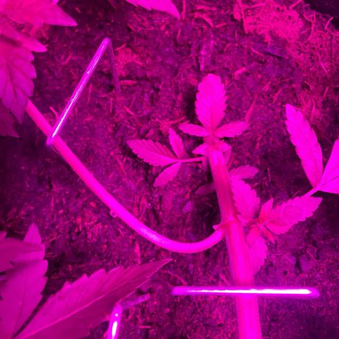 Purple Punch growlog timeline photo