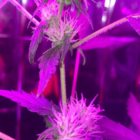 Royal Haze Automatic growlog timeline photo