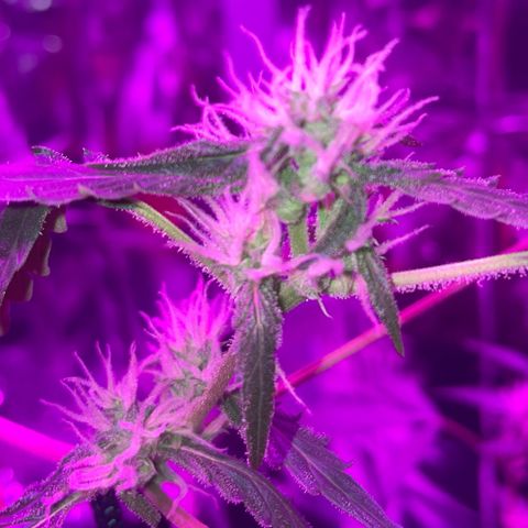 Royal Haze Automatic growlog timeline photo