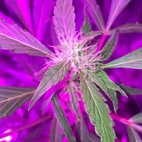 Royal Haze Automatic growlog timeline photo