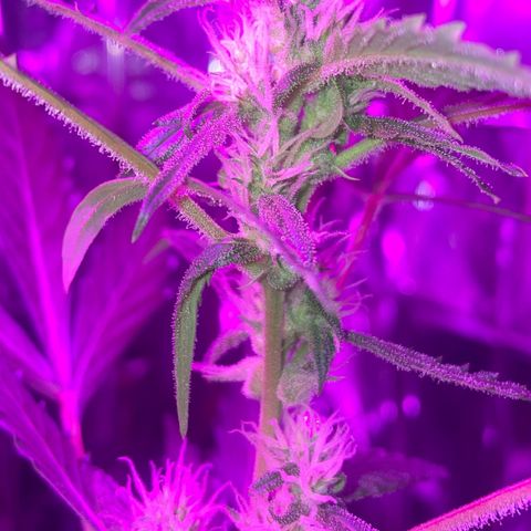 Royal Haze Automatic growlog timeline photo