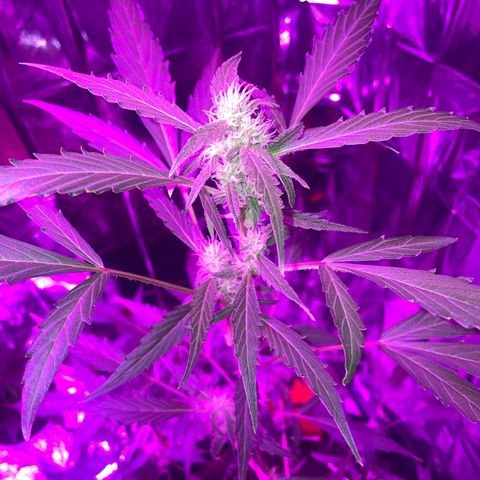 Royal Haze Automatic growlog timeline photo