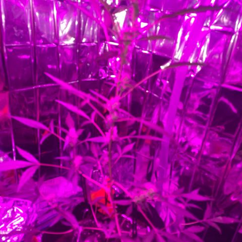 Royal Haze Automatic growlog timeline photo
