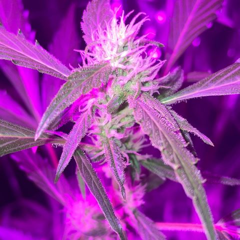 Royal Haze Automatic growlog timeline photo