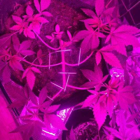 Purple Punch growlog timeline photo