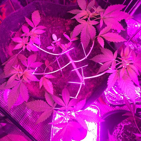 Purple Punch growlog timeline photo