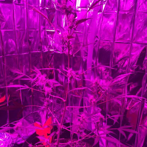 Royal Haze Automatic growlog timeline photo