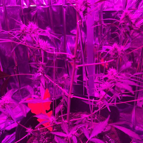 Royal Haze Automatic growlog timeline photo