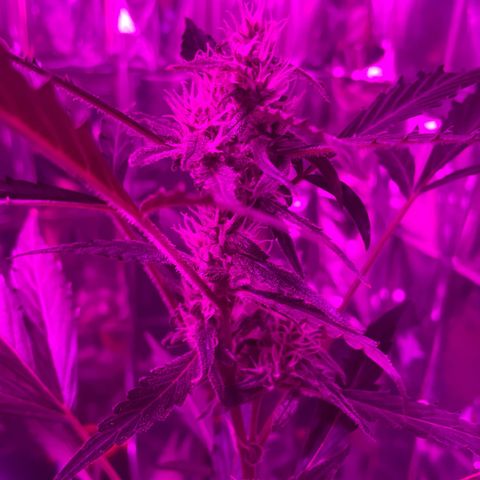 Royal Haze Automatic growlog timeline photo