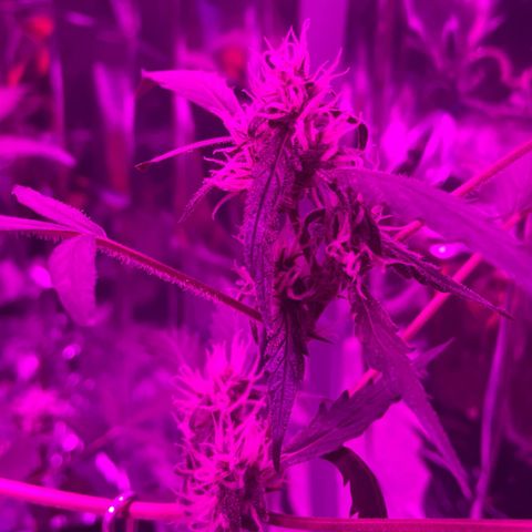 Royal Haze Automatic growlog timeline photo