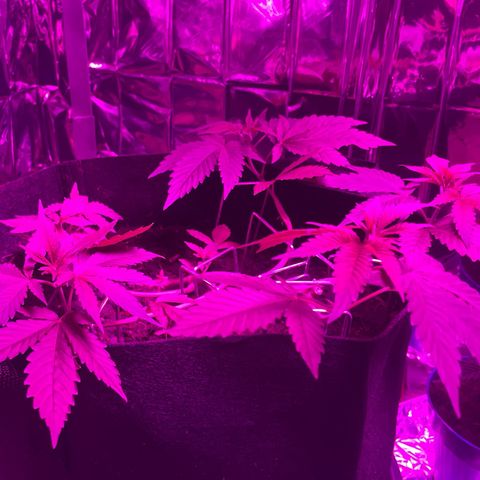 Purple Punch growlog timeline photo